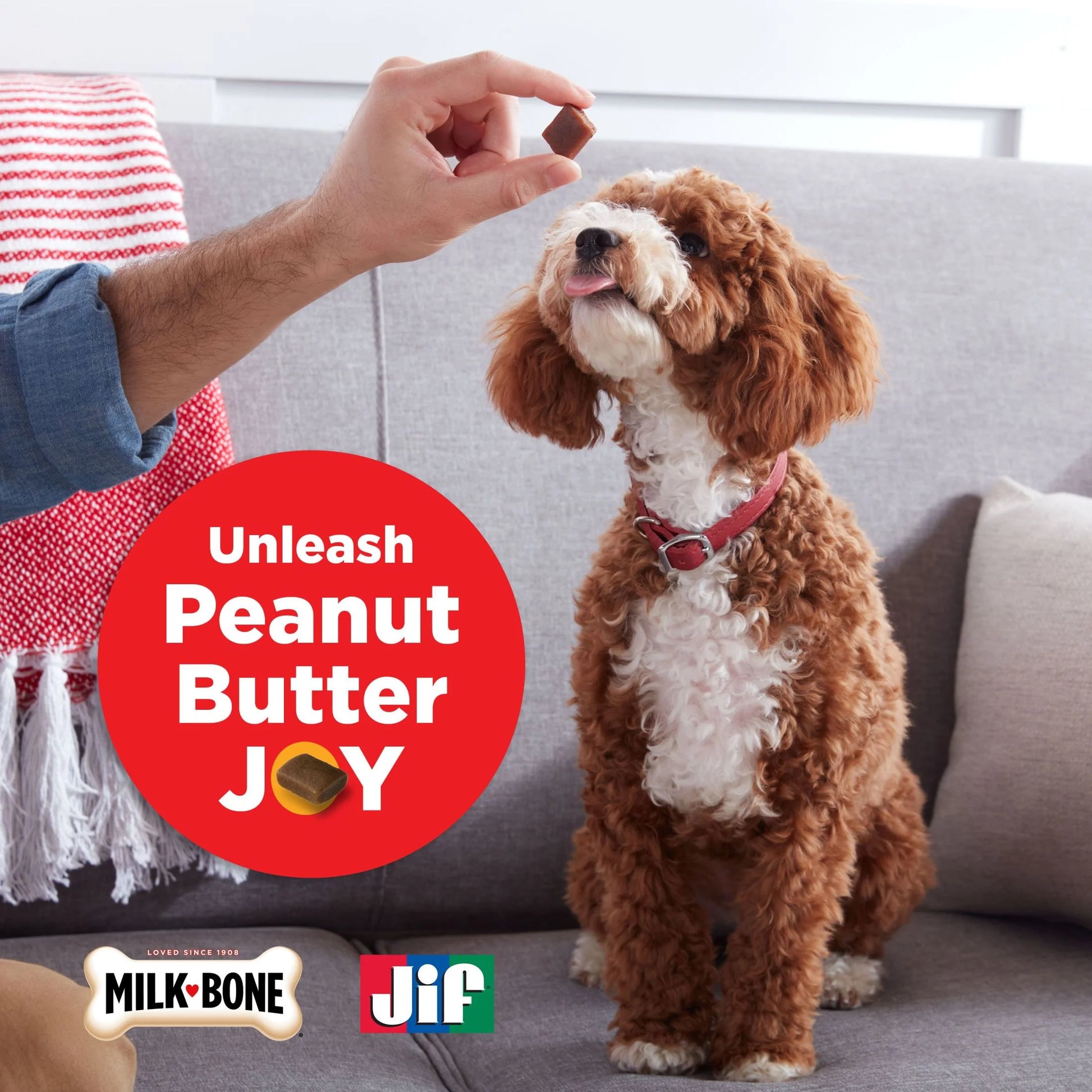 (7 Pack) Milk Bone Peanut Buttery Bites Soft Dog Treats with Jif Peanut Butter, 4.5 Oz Bag